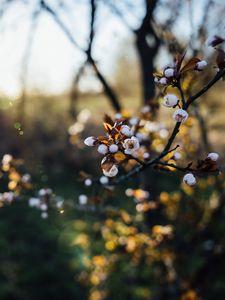 Preview wallpaper flowers, buds, branch, tree, spring, blur