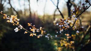 Preview wallpaper flowers, buds, branch, tree, spring, blur