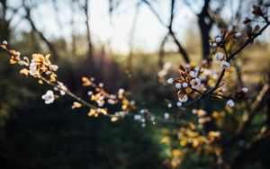 Preview wallpaper flowers, buds, branch, tree, spring, blur