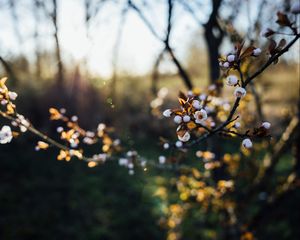 Preview wallpaper flowers, buds, branch, tree, spring, blur