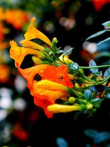 Preview wallpaper flowers, buds, closeup, branch