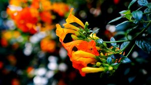 Preview wallpaper flowers, buds, closeup, branch