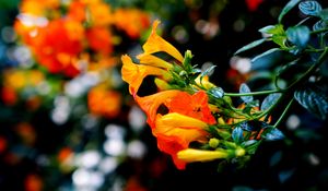 Preview wallpaper flowers, buds, closeup, branch