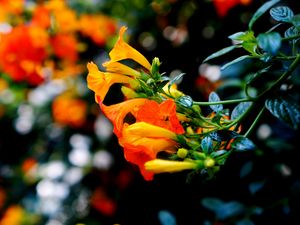 Preview wallpaper flowers, buds, closeup, branch