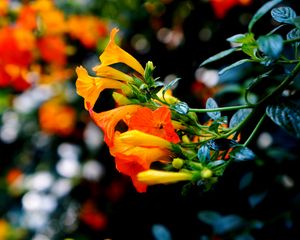 Preview wallpaper flowers, buds, closeup, branch