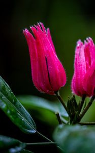 Preview wallpaper flowers, buds, drops, pink, macro