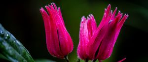 Preview wallpaper flowers, buds, drops, pink, macro