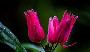 Preview wallpaper flowers, buds, drops, pink, macro