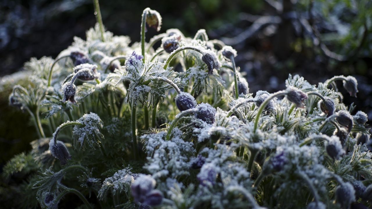 Wallpaper flowers, buds, frost, plants