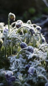 Preview wallpaper flowers, buds, frost, plants