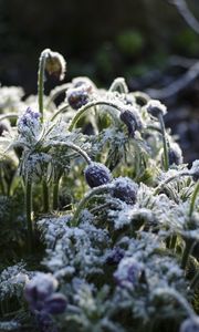 Preview wallpaper flowers, buds, frost, plants