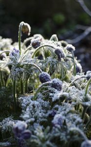 Preview wallpaper flowers, buds, frost, plants