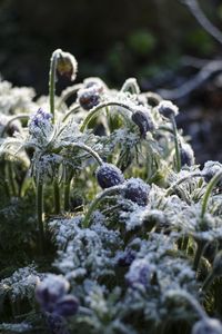 Preview wallpaper flowers, buds, frost, plants