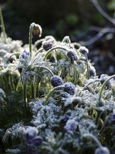 Preview wallpaper flowers, buds, frost, plants