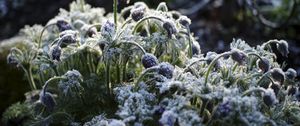 Preview wallpaper flowers, buds, frost, plants