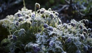 Preview wallpaper flowers, buds, frost, plants