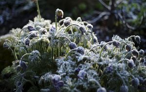 Preview wallpaper flowers, buds, frost, plants