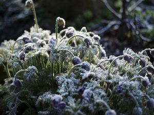 Preview wallpaper flowers, buds, frost, plants