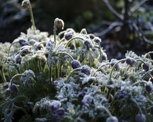 Preview wallpaper flowers, buds, frost, plants