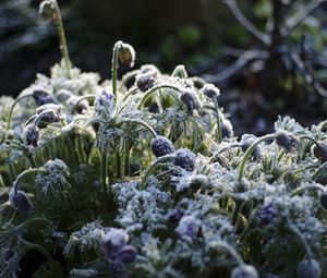 Preview wallpaper flowers, buds, frost, plants