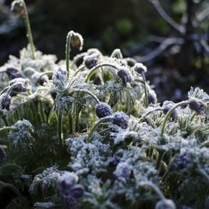 Preview wallpaper flowers, buds, frost, plants