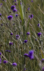 Preview wallpaper flowers, buds, grass, field, nature