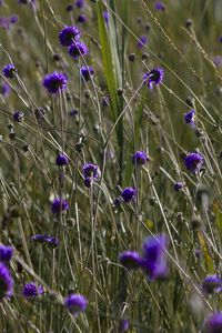 Preview wallpaper flowers, buds, grass, field, nature