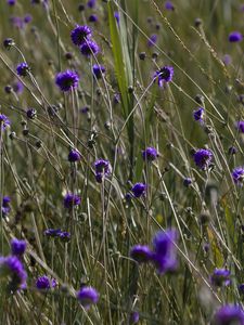 Preview wallpaper flowers, buds, grass, field, nature