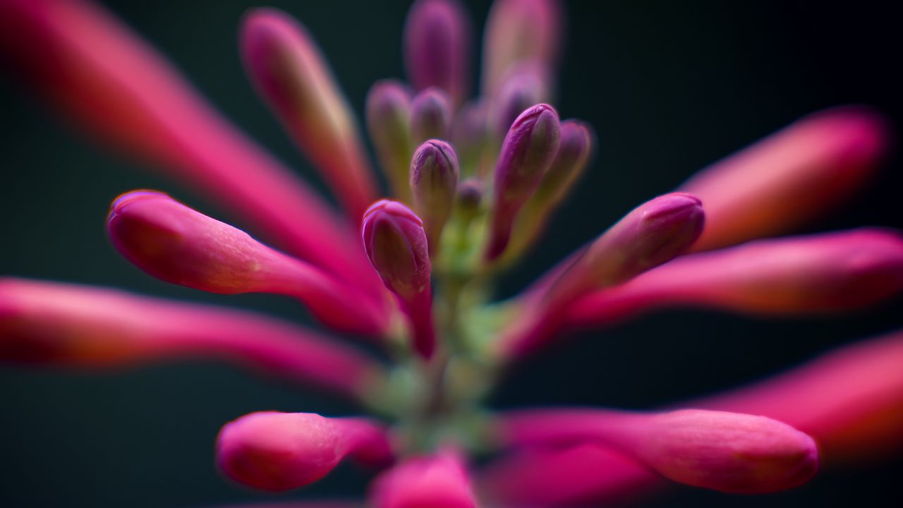 Wallpaper flowers, buds, inflorescence, macro, pink