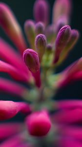 Preview wallpaper flowers, buds, inflorescence, macro, pink