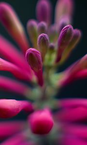 Preview wallpaper flowers, buds, inflorescence, macro, pink