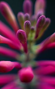 Preview wallpaper flowers, buds, inflorescence, macro, pink