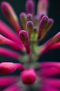 Preview wallpaper flowers, buds, inflorescence, macro, pink