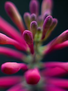 Preview wallpaper flowers, buds, inflorescence, macro, pink