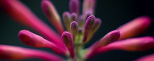 Preview wallpaper flowers, buds, inflorescence, macro, pink