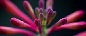 Preview wallpaper flowers, buds, inflorescence, macro, pink