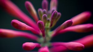 Preview wallpaper flowers, buds, inflorescence, macro, pink