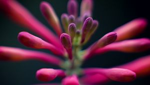 Preview wallpaper flowers, buds, inflorescence, macro, pink