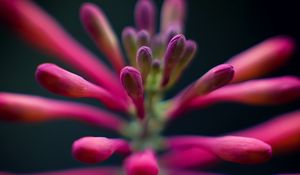 Preview wallpaper flowers, buds, inflorescence, macro, pink