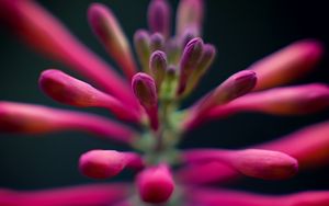 Preview wallpaper flowers, buds, inflorescence, macro, pink