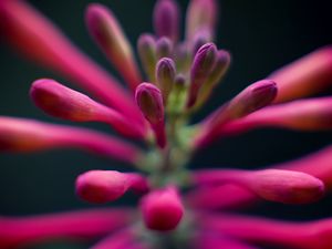 Preview wallpaper flowers, buds, inflorescence, macro, pink