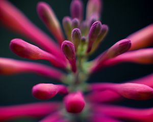 Preview wallpaper flowers, buds, inflorescence, macro, pink