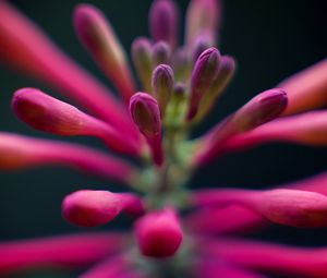 Preview wallpaper flowers, buds, inflorescence, macro, pink