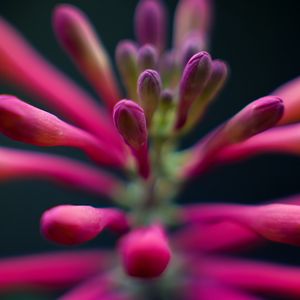 Preview wallpaper flowers, buds, inflorescence, macro, pink