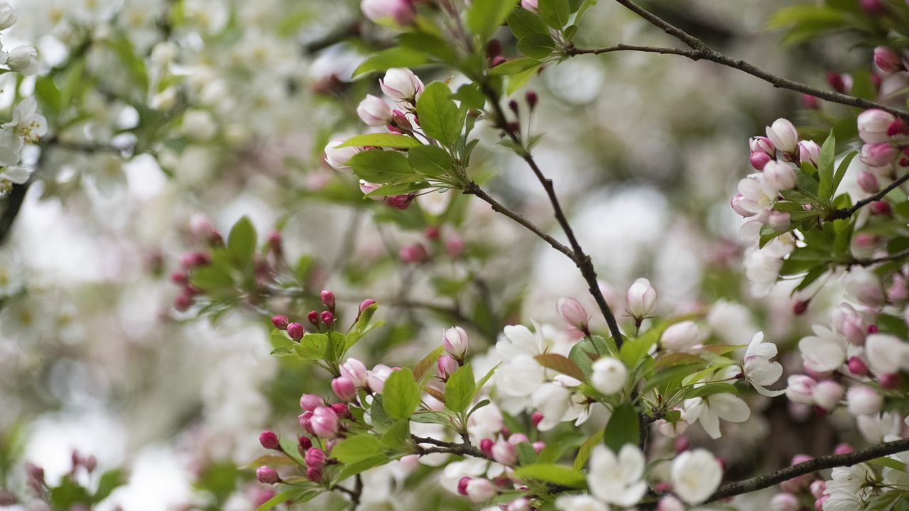 Wallpaper flowers, buds, leaves, branches, blur, spring