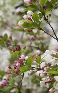 Preview wallpaper flowers, buds, leaves, branches, blur, spring