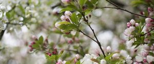 Preview wallpaper flowers, buds, leaves, branches, blur, spring