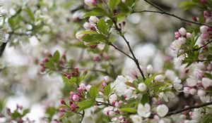 Preview wallpaper flowers, buds, leaves, branches, blur, spring