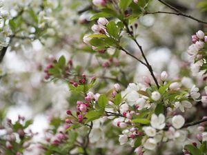 Preview wallpaper flowers, buds, leaves, branches, blur, spring