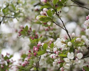 Preview wallpaper flowers, buds, leaves, branches, blur, spring